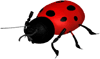 bug_10.gif